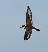 Common Ringed Plover