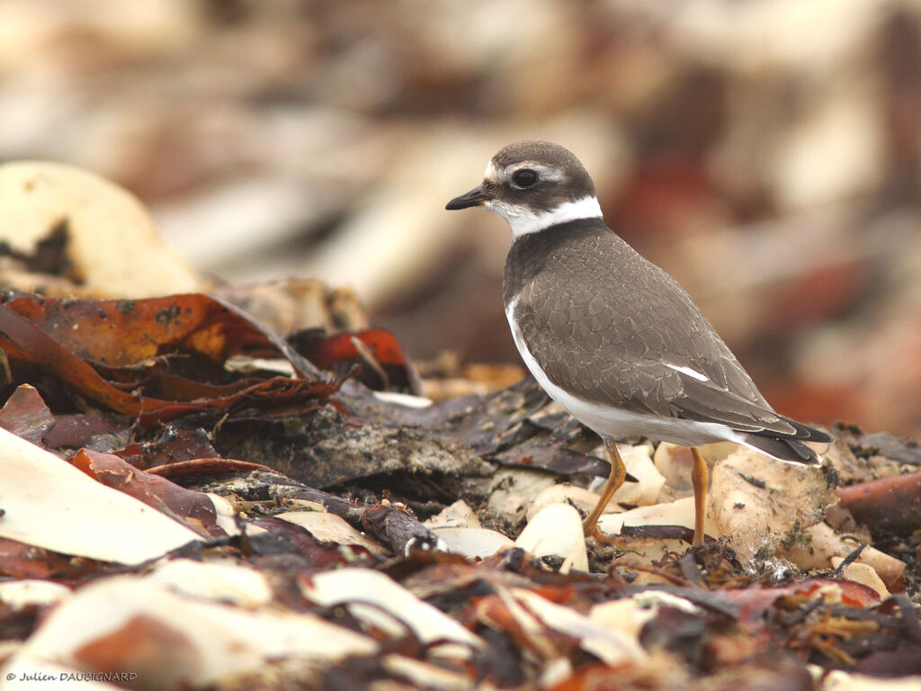 Common Ringed PloverFirst year, identification