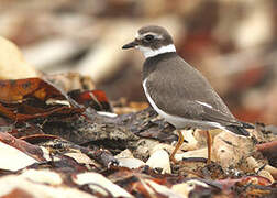 Common Ringed Plover