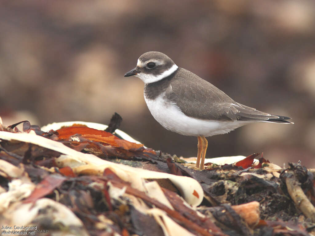 Common Ringed PloverFirst year, identification