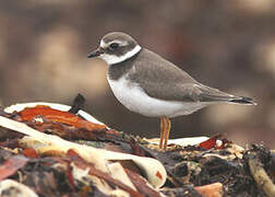 Common Ringed Plover