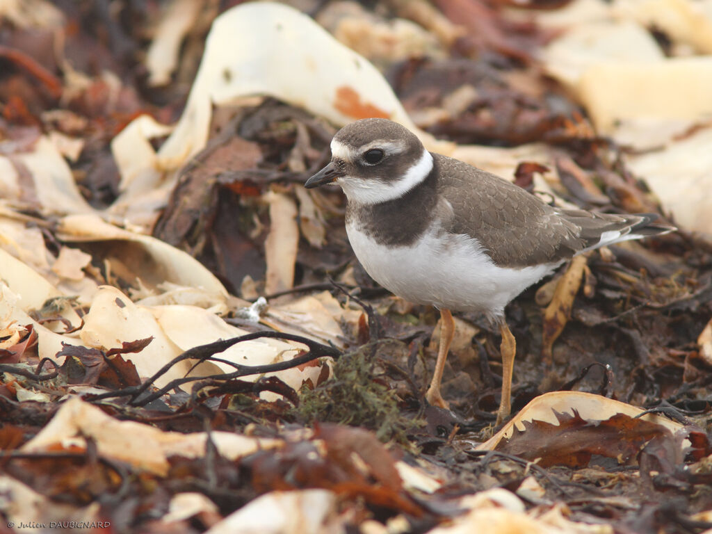 Common Ringed PloverFirst year, identification