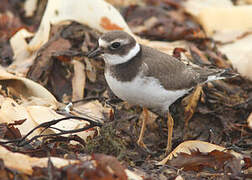 Common Ringed Plover