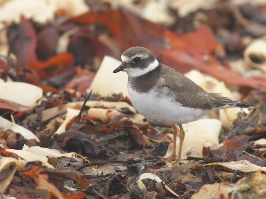 Common Ringed PloverFirst year, identification