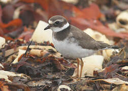 Common Ringed Plover