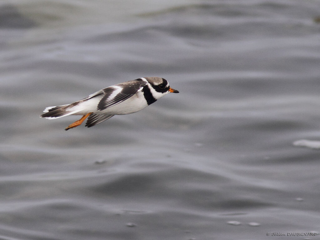 Common Ringed Ploveradult, Flight