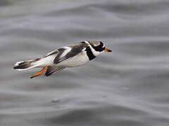 Common Ringed Plover