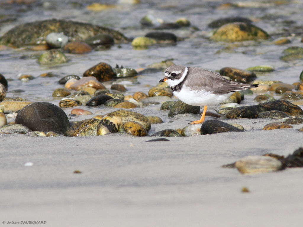 Common Ringed Plover, identification