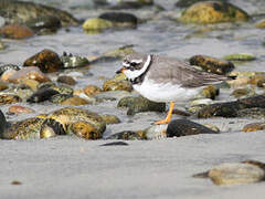 Common Ringed Plover