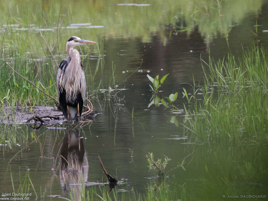 Great Blue Heronadult, identification