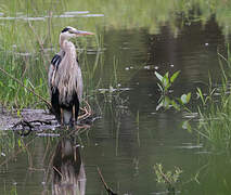 Great Blue Heron