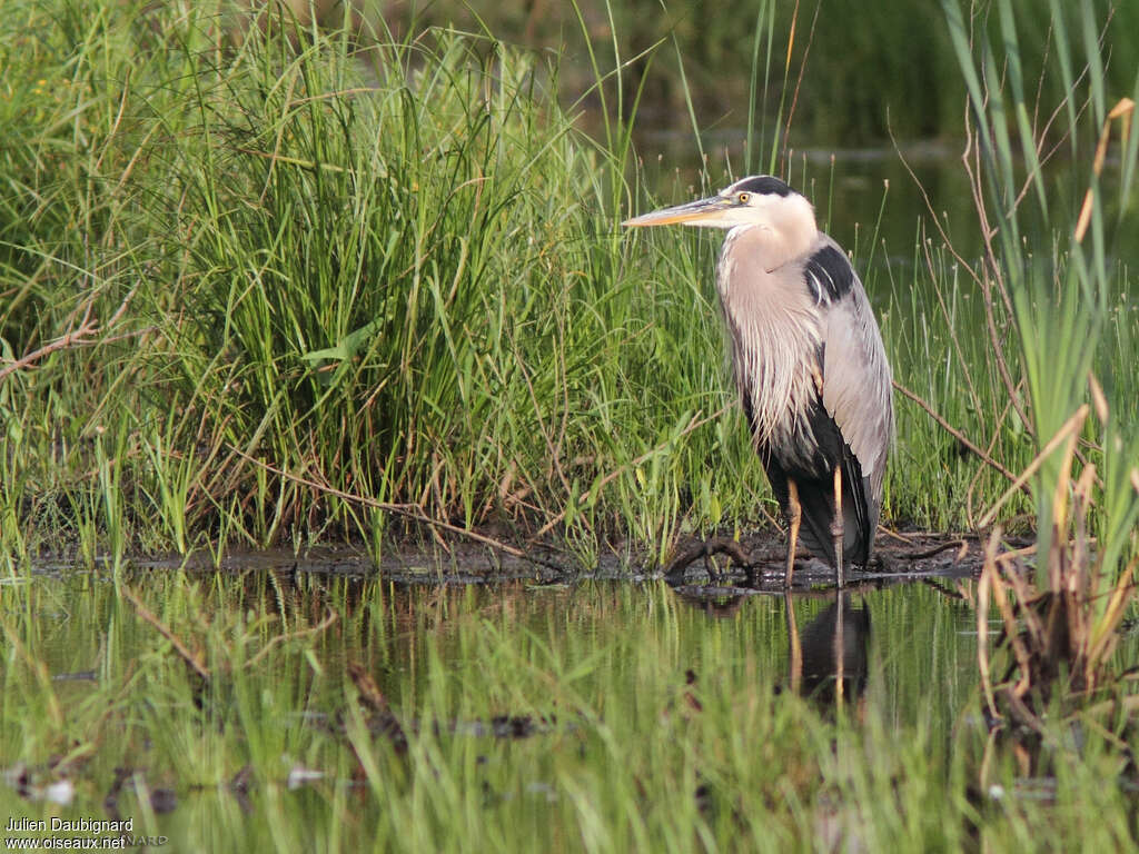 Grand Héronadulte, habitat, pigmentation