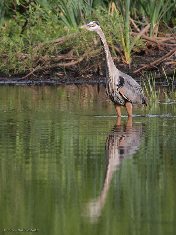 Grand Héronadulte, identification