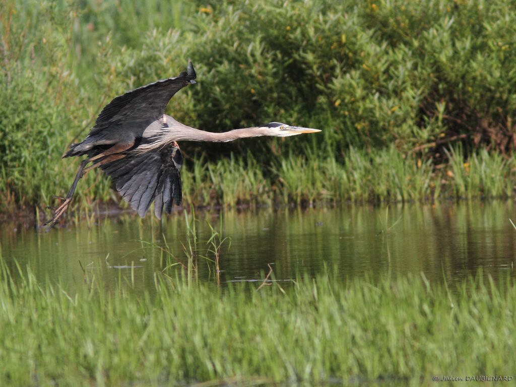 Great Blue Heronadult, Flight