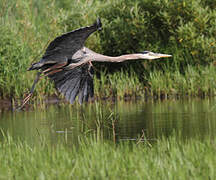 Great Blue Heron