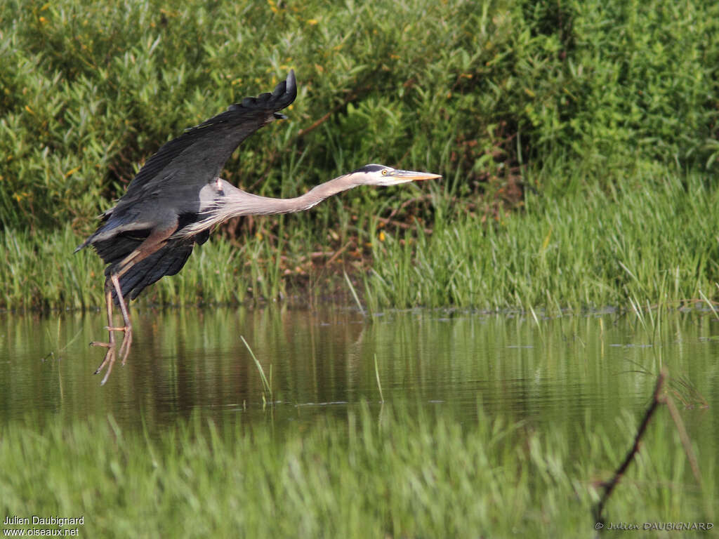 Great Blue Heronadult, Flight