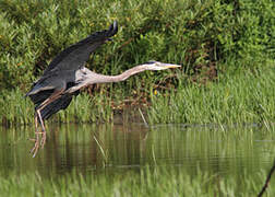 Great Blue Heron