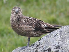 Great Skua