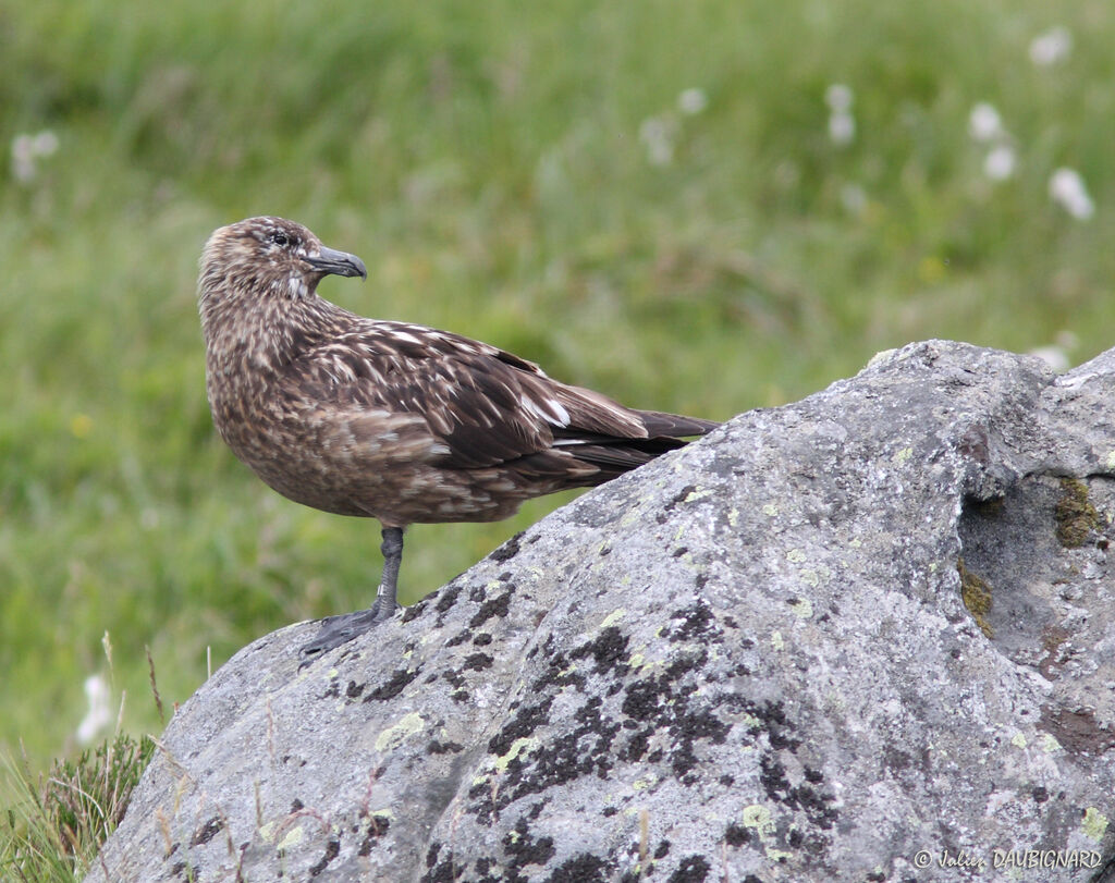 Great Skuaadult, identification