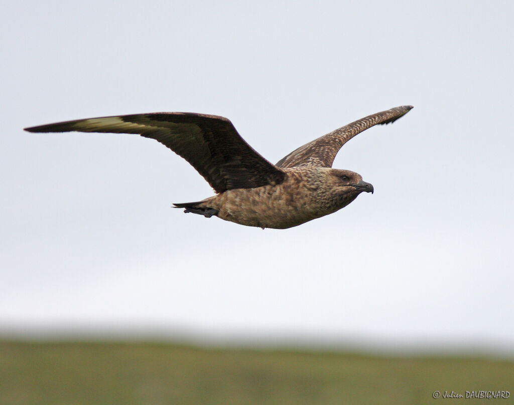 Great Skuaadult, Flight