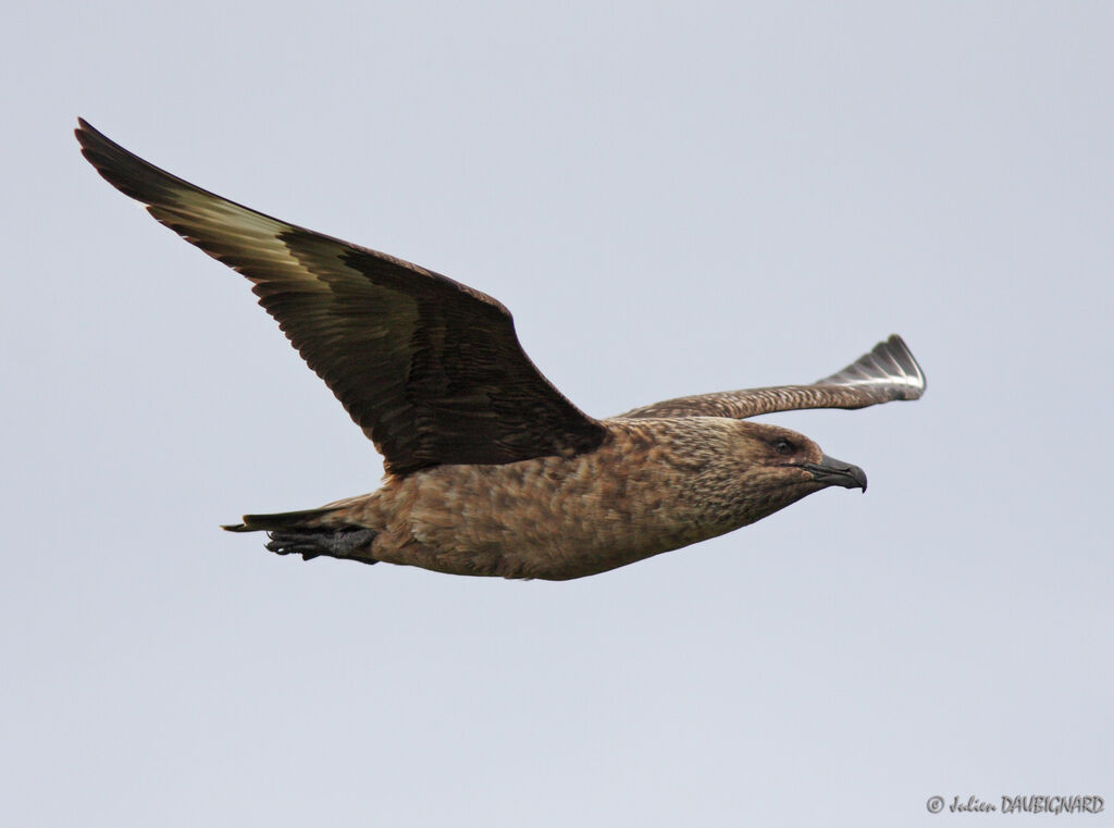 Great Skuaadult, Flight