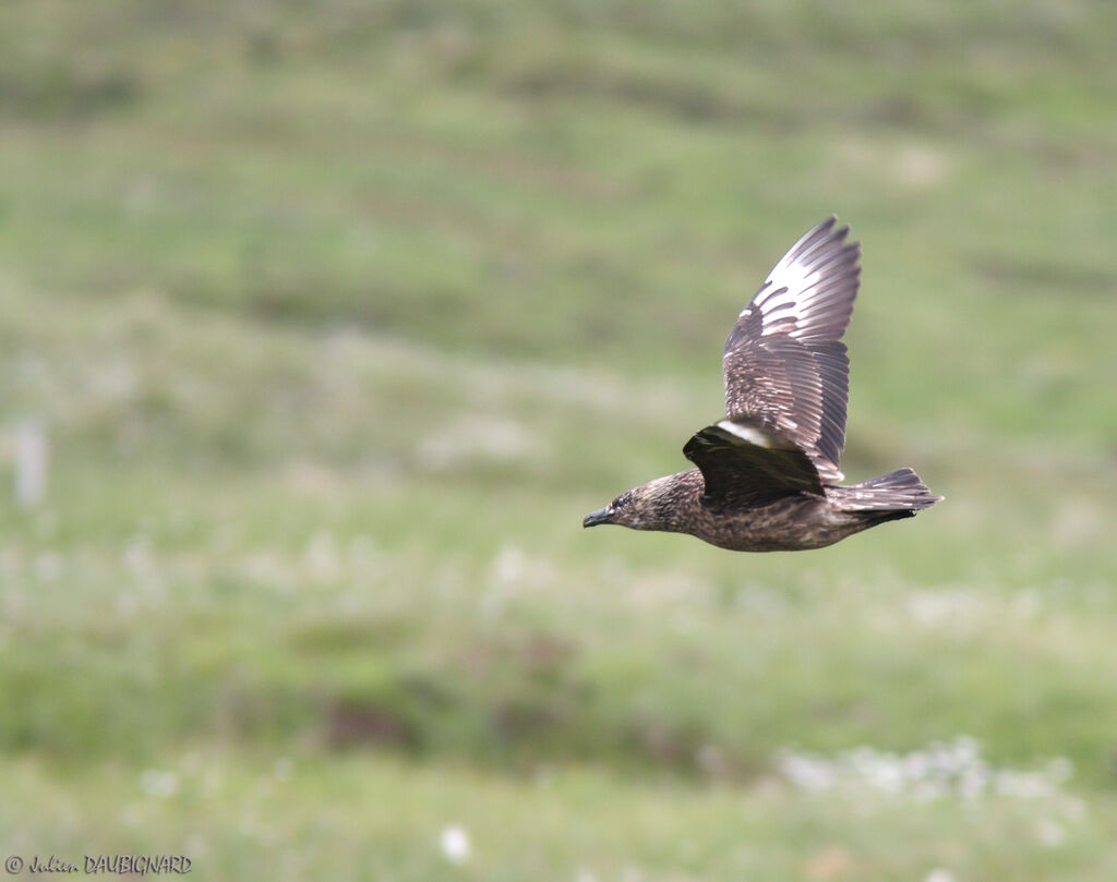 Great Skuaadult, Flight