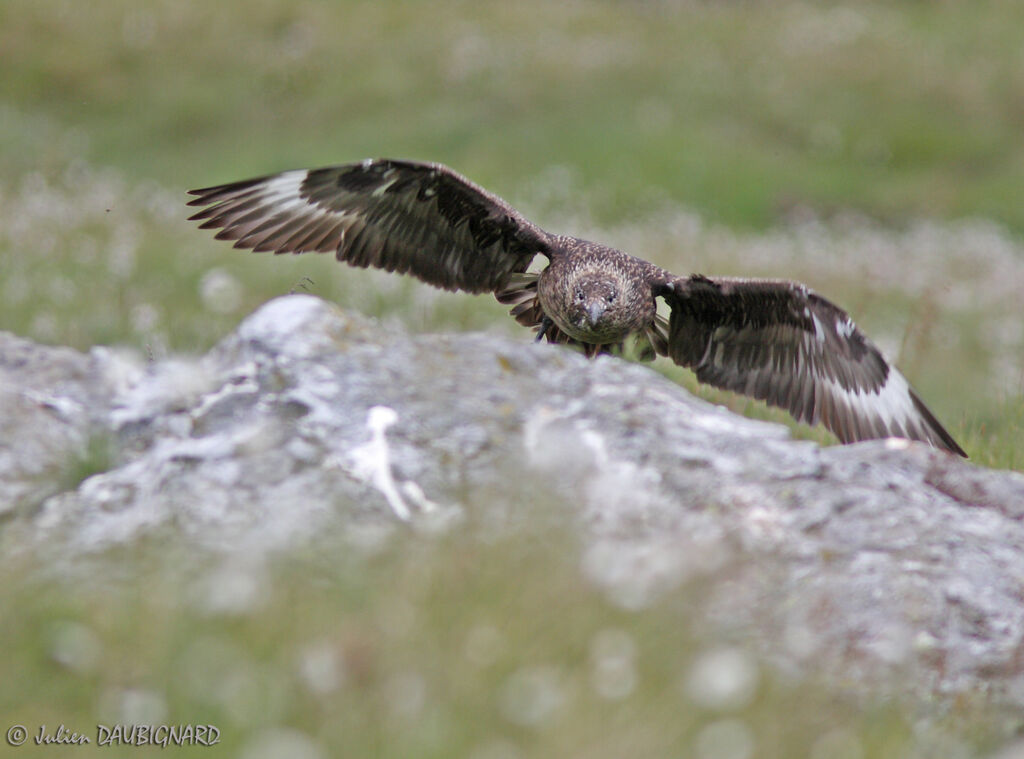 Great Skuaadult, Flight