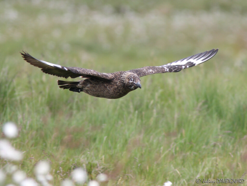 Great Skuaadult, Flight