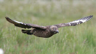 Great Skua