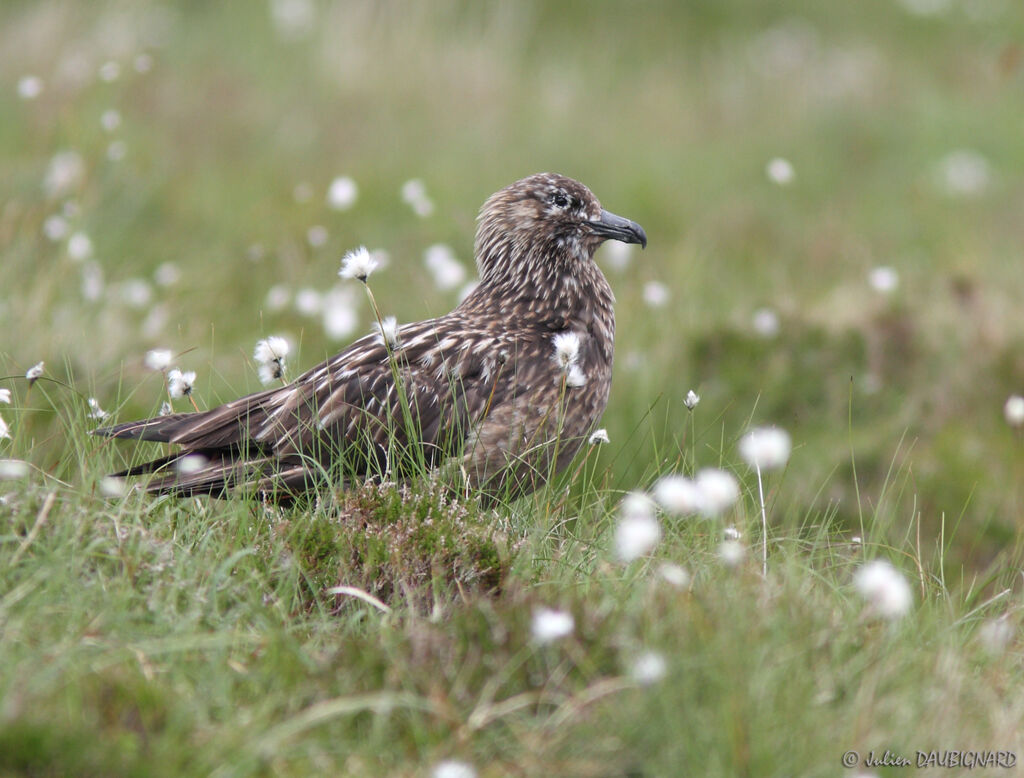 Great Skuaadult, identification