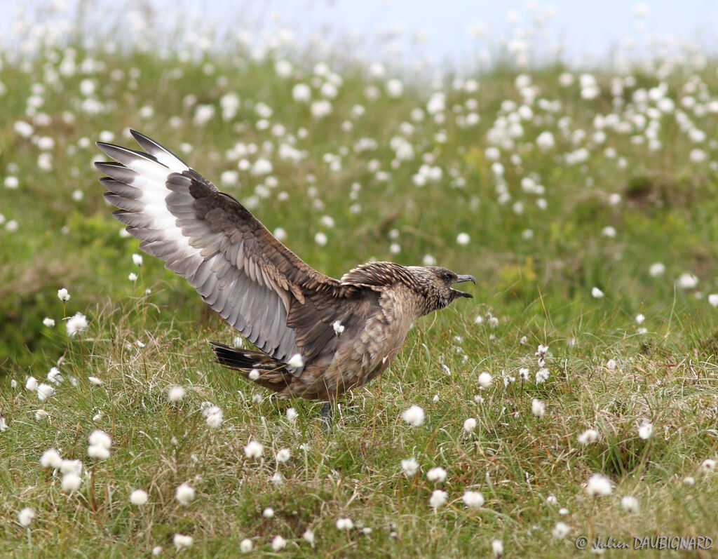 Great Skuaadult, Behaviour