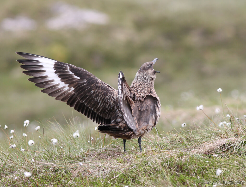 Great Skuaadult, Behaviour