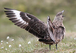 Great Skua