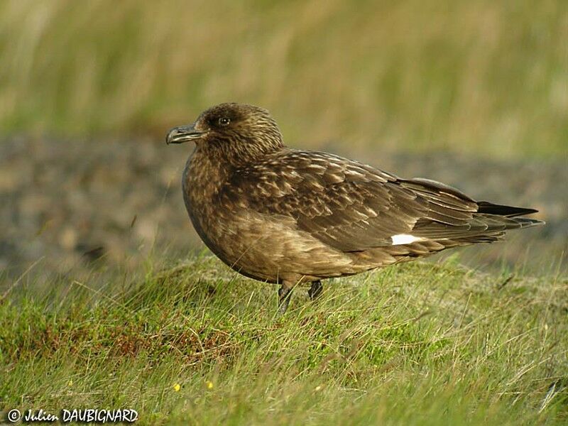 Great Skua