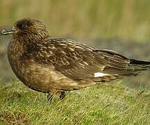 Great Skua