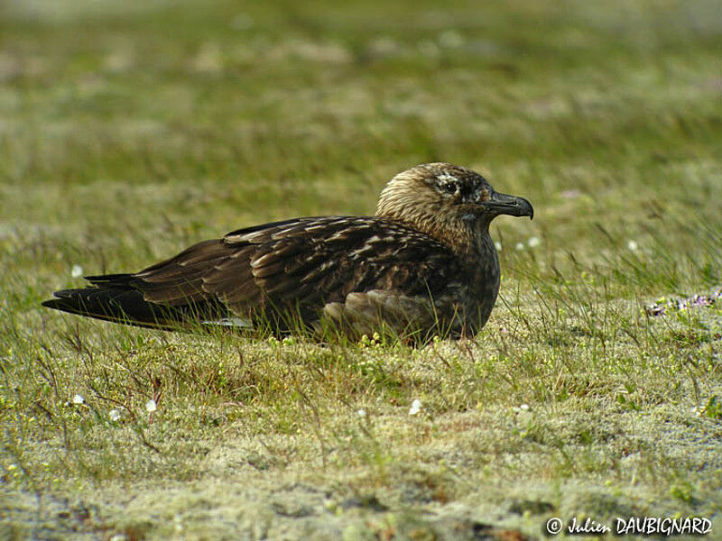 Great Skua