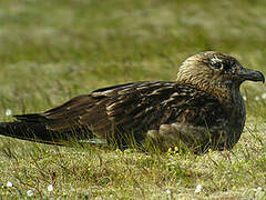 Great Skua