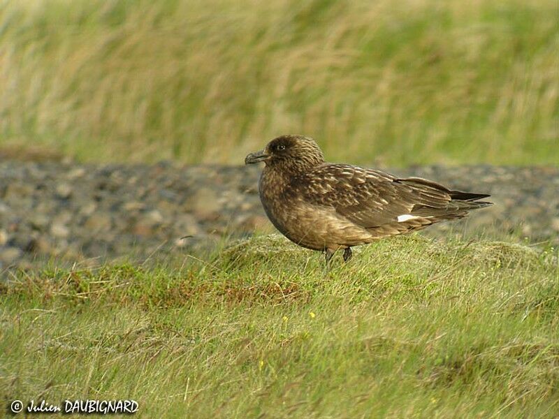 Great Skua