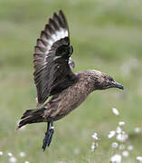 Great Skua