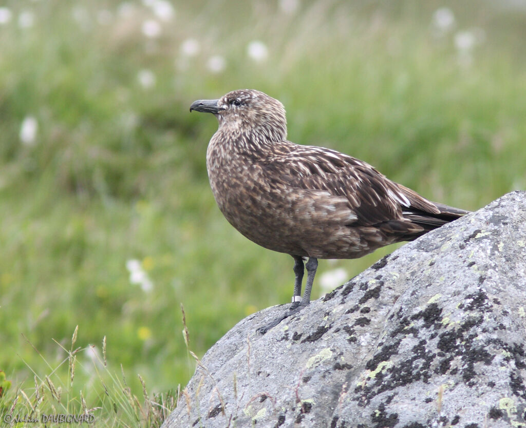 Great Skuaadult, identification