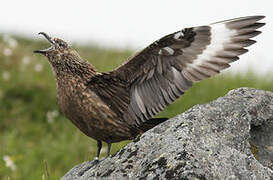 Great Skua