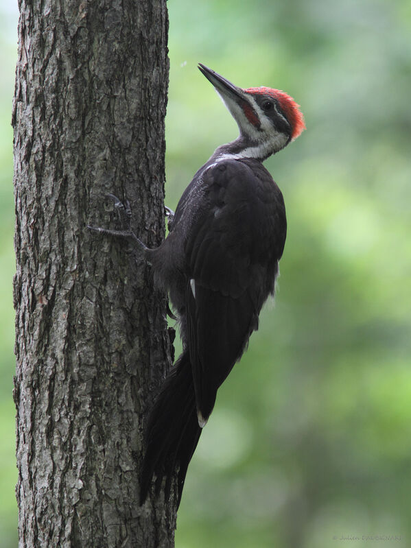 Pileated Woodpecker male, identification