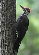 Pileated Woodpecker