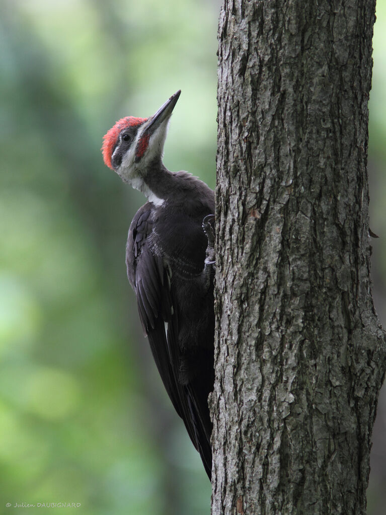 Pileated Woodpecker male, identification