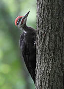 Pileated Woodpecker