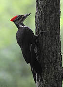 Pileated Woodpecker