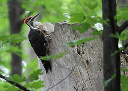 Pileated Woodpecker