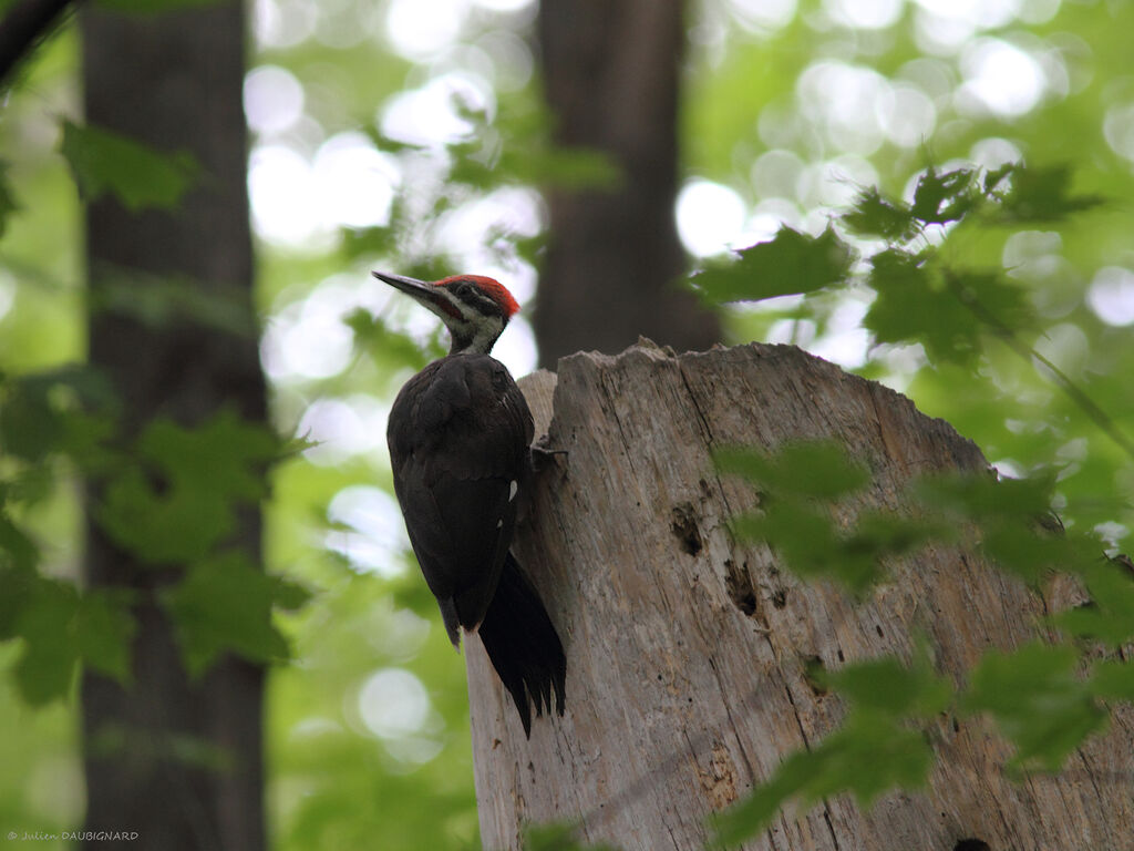 Pileated Woodpecker male, identification