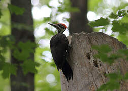 Pileated Woodpecker