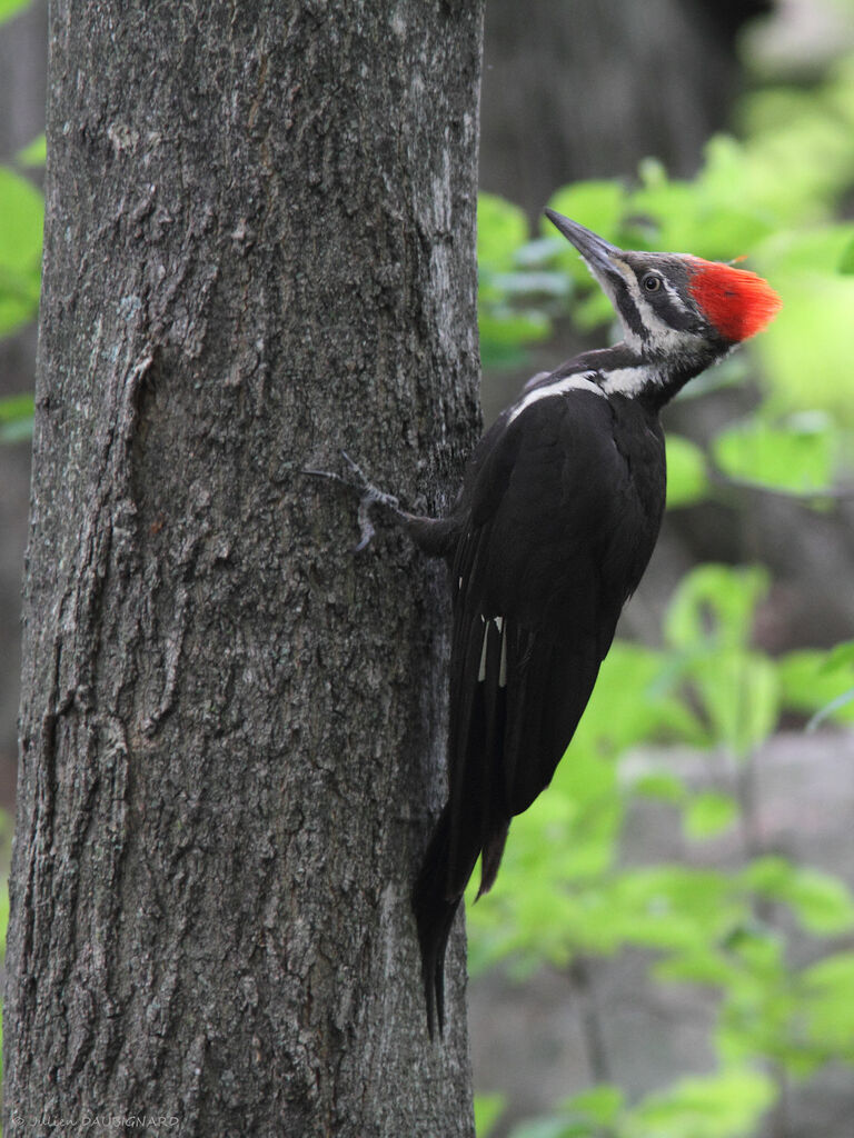 Pileated Woodpecker female, identification